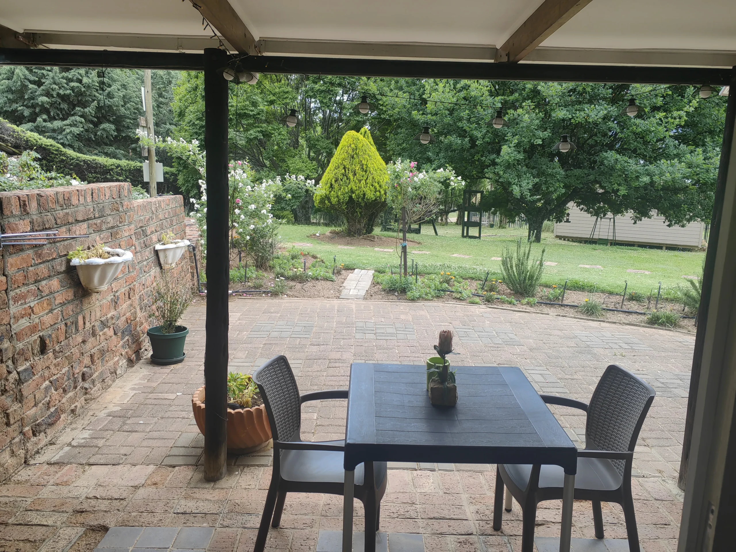 palmboom-11